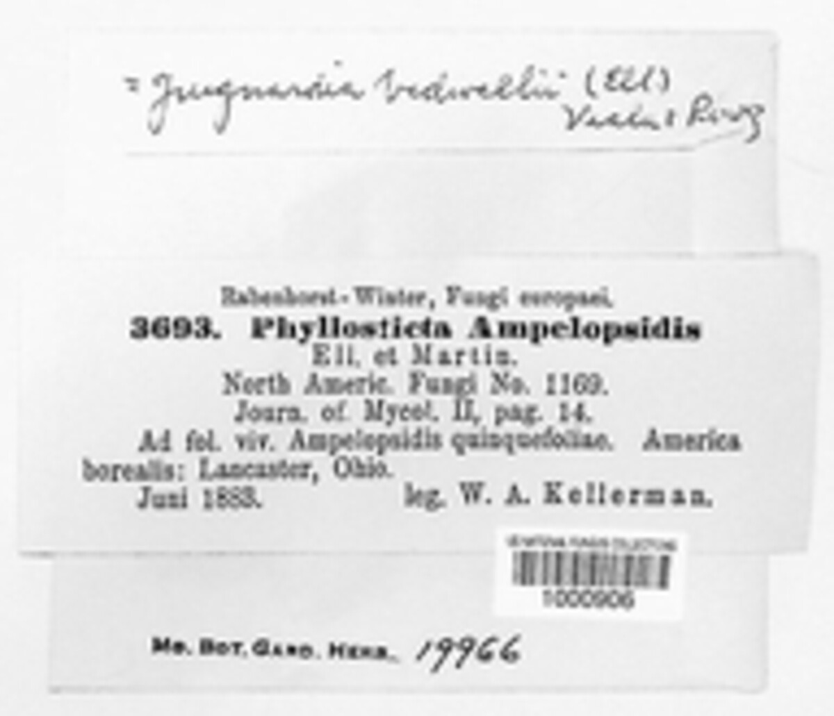Phyllosticta speschnewiana image